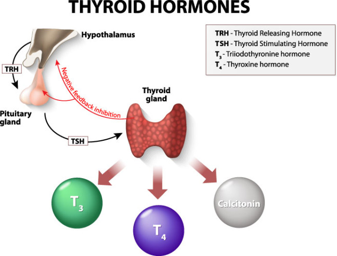 Anxiety and Hormones - Thyroid Hormones